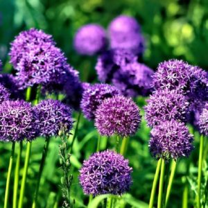 Allium giganteum - Floraison