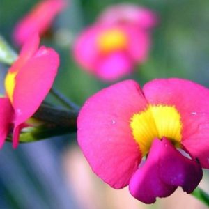 Chorizema diversifolium- Détail d'une fleur
