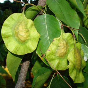 Graines de Pterocarpus indicus, Graines de Bois de rose de Birmanie