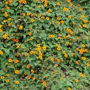 Graines De Thunbergia Alata Mix Suzanne Aux Yeux Noirs Boutique Vegetale