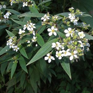 Tibouchina longifolia - Floraison et feuillage