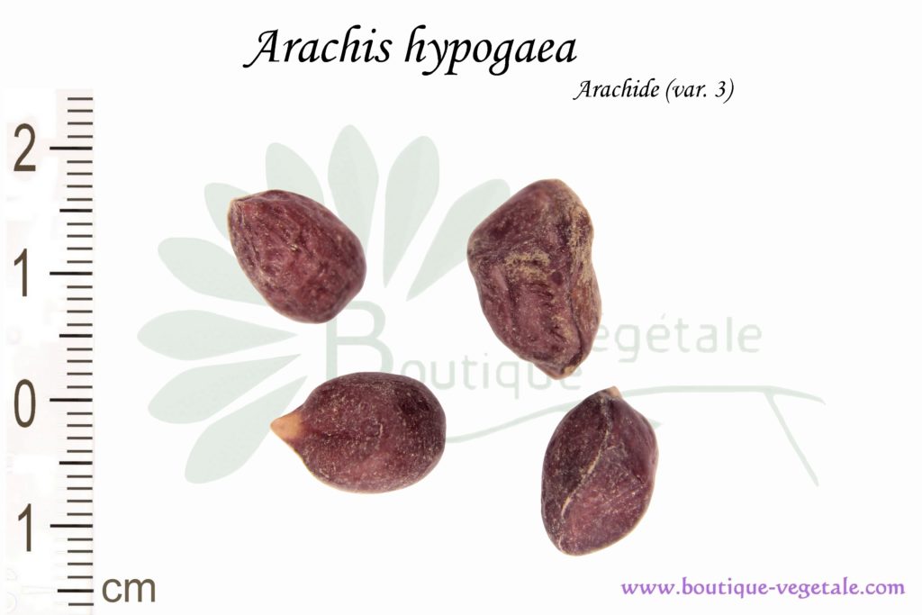 Graines d'Arachis hypogaea (Var.3) - Arachis hypogaea (Var.3) seeds