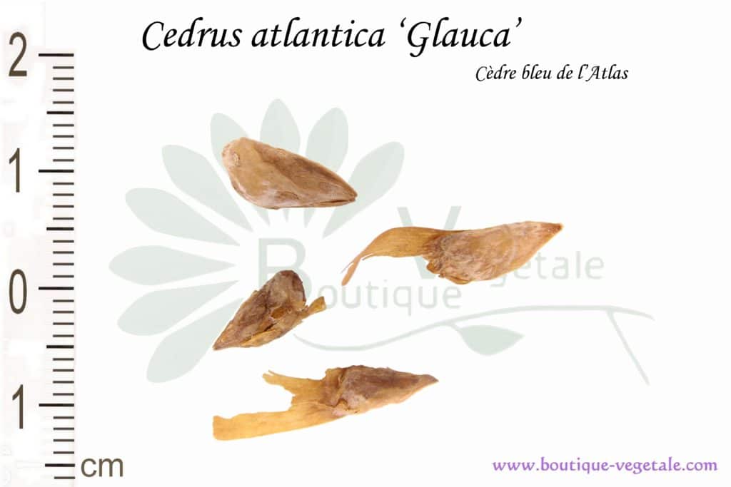 Graines de Cedrus atlantica 'Glauca', Cedrus atlantica 'Glauca' seeds
