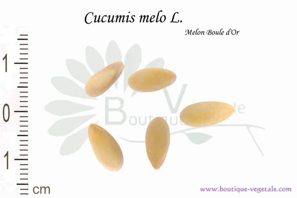 Graines de Cucumis melo L. var. Melon boule d'or, Cucumis melo L. seeds