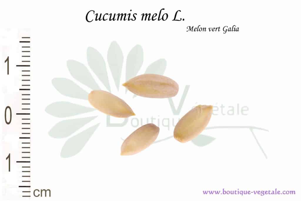Graines de Cucumis melo L. var. Melon vert galia, Cucumis melo L. seeds
