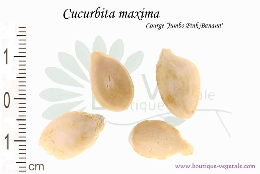 Graines de Cucurbita maxima, Cucurbita maxima seeds