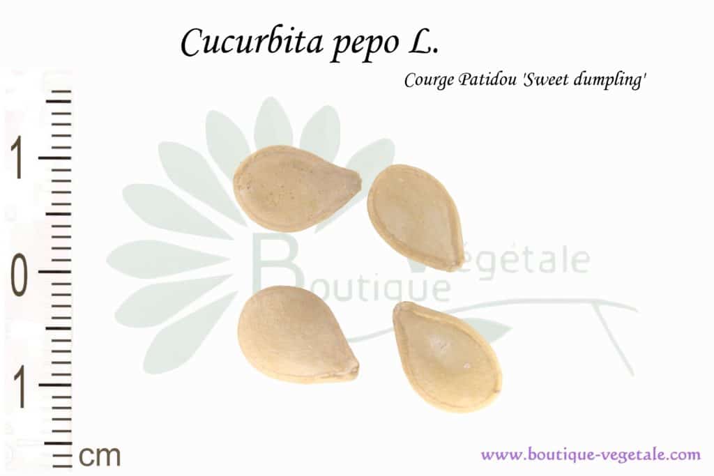 Graines de Cucurbita pepo L. Sweet dumpling, Cucurbita pepo L. Sweet dumpling seeds