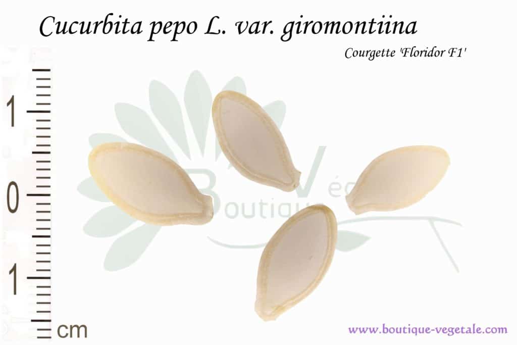 Graines de Cucurbita pepo L. var. giromontiina, Cucurbita pepo L. var. giromontiina seeds