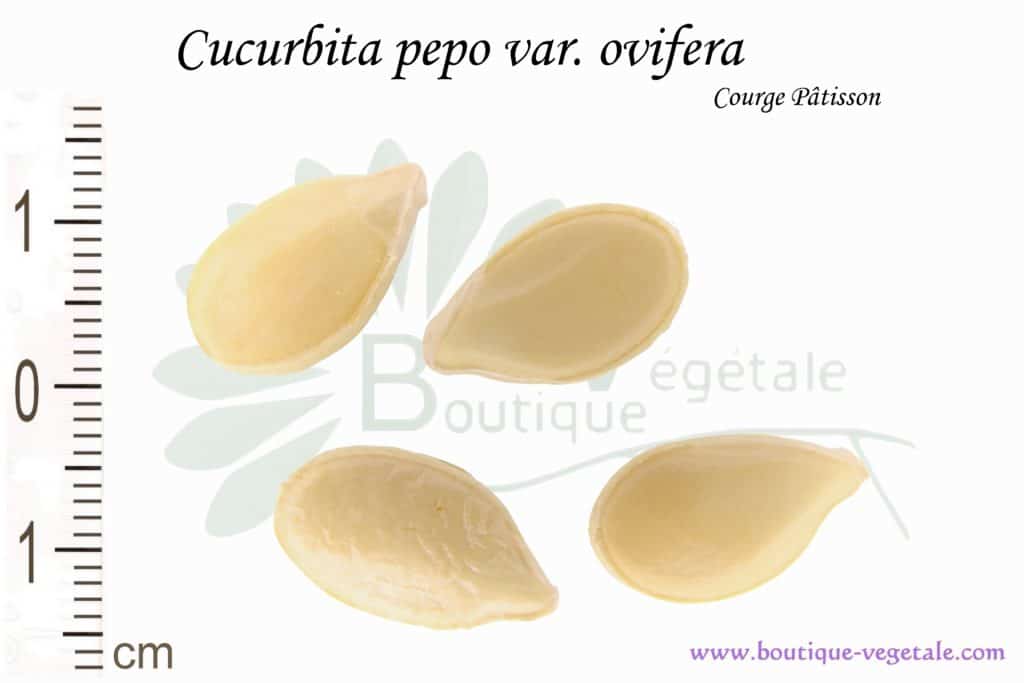 Graines de Cucurbita pepo var. ovifera, Cucurbita pepo var. ovifera seeds