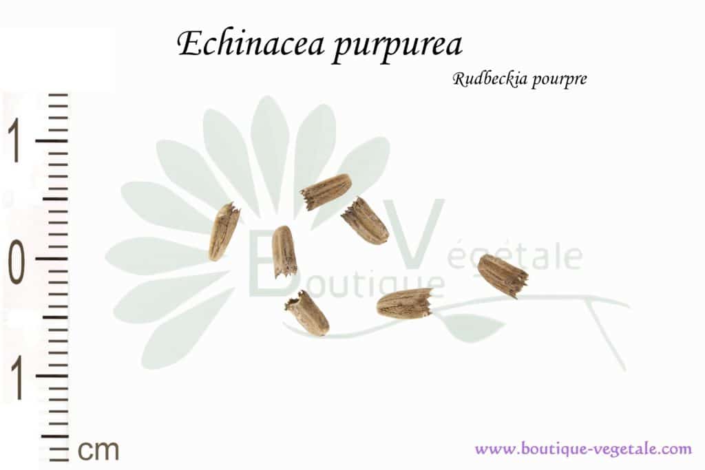 Graines d'Echinacea purpurea, Echinacea purpurea seeds