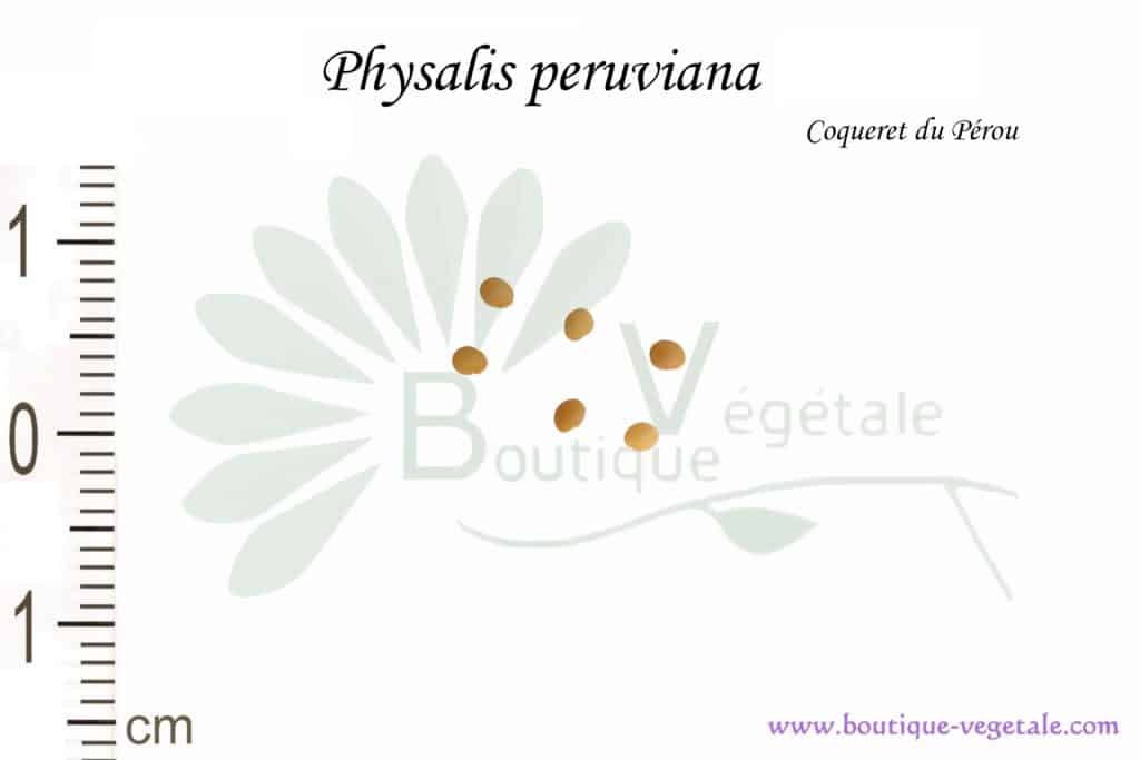 Graines de Physalis peruviana, Physalis peruviana seeds