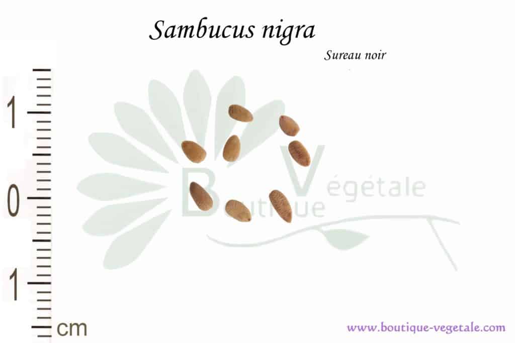 Graines de Sambucus nigra, Sambucus nigra seeds