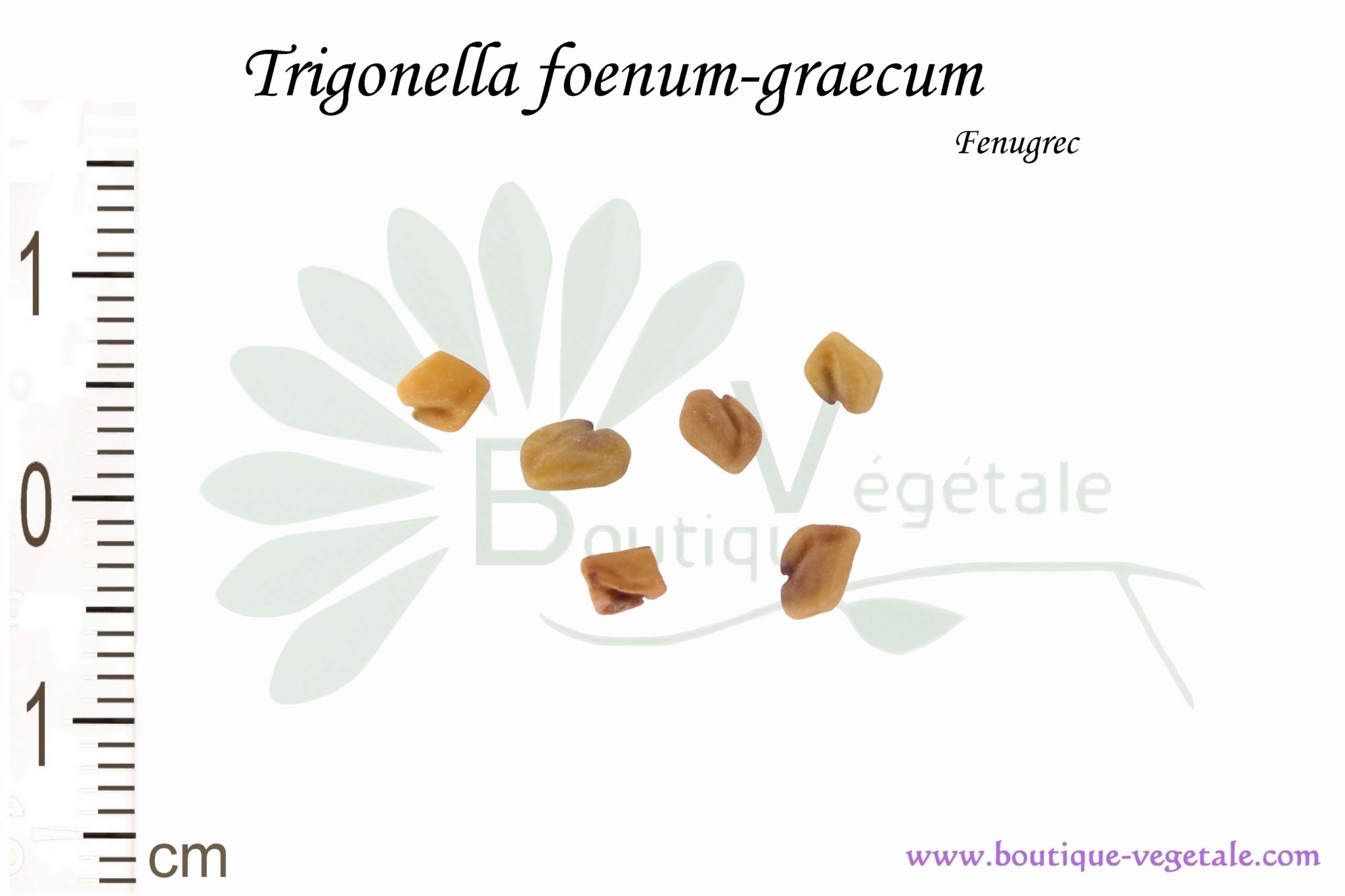Graines de Fenugrec, Trigonella Foenum-graecum