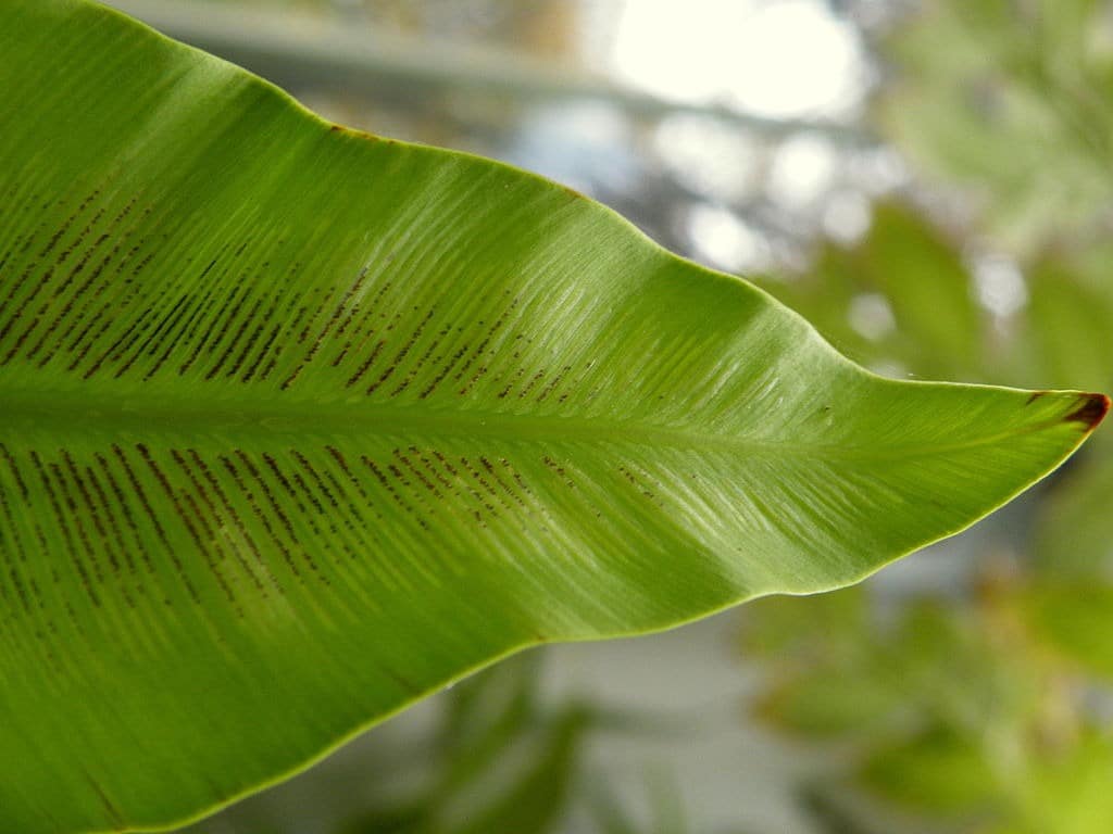 Asplenium nid d'oiseau artificiel 70 cm - Fougères artificielles