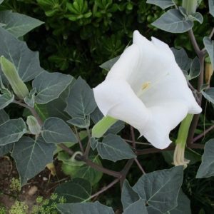 Datura stramonium - Floraison