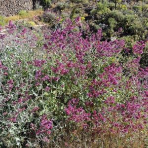 Salvia canariensis - Vue générale