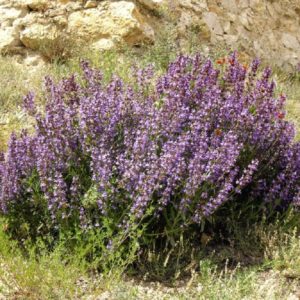 Salvia lavandulifolia - En rocaille