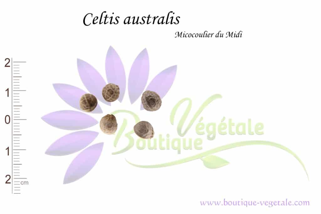 Graines de Celtis australis, Celtis australis seeds