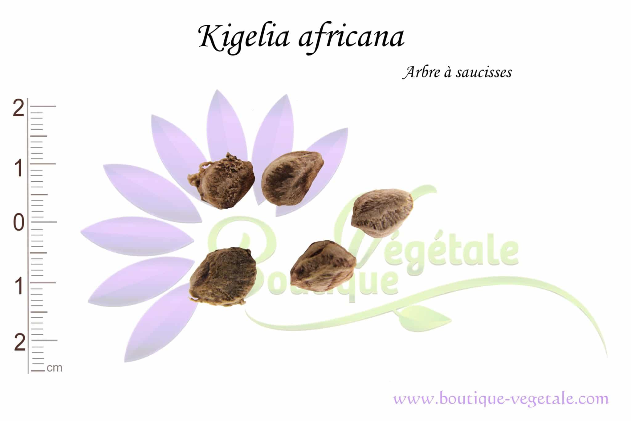Graines de Kigelia africana - Arbre à saucisses - Boutique Végétale