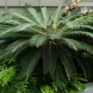 Cycas du Japon (x5 graines) - Ravissant Jardin