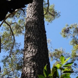 Graines d'Eucalyptus cloeziana, Graines de Gympie Messmate