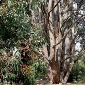 Graines d'Eucalyptus cloeziana, Graines de Gympie Messmate