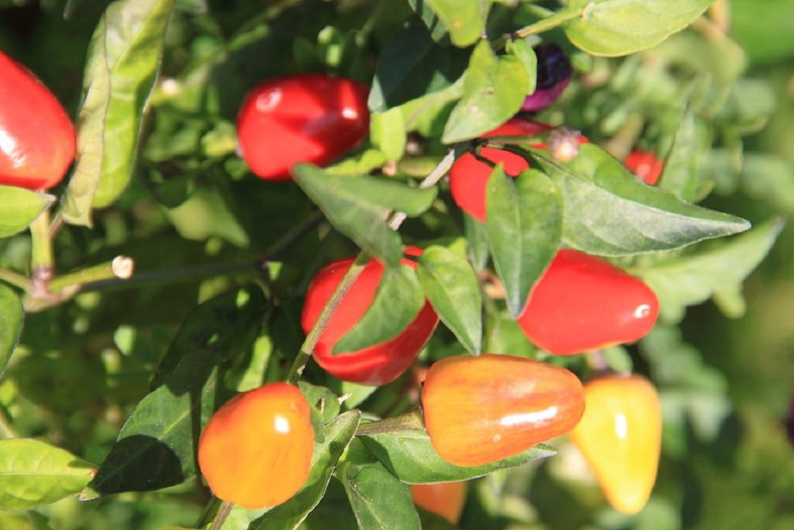 Piment d'Espelette pailettes (capsicum annuum)