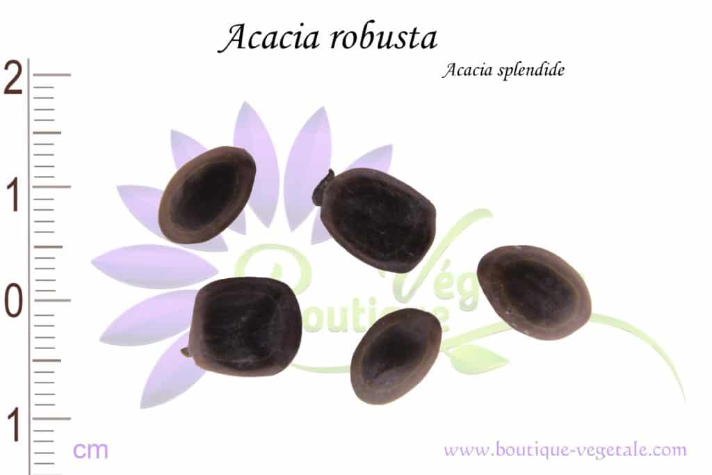 Graines d'Acacia robusta, Acacia robusta seeds