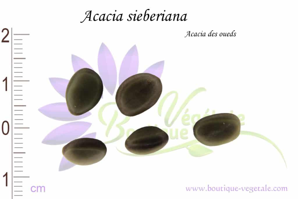 Graines d'Acacia sieberiana, Acacia sieberiana seeds
