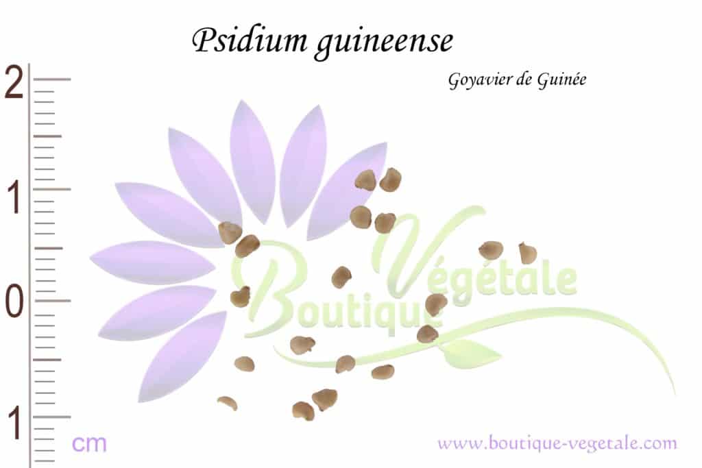 Graines de Psidium guineense, Psidium guineense seeds