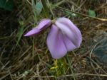 Canavalia ensiformis - Détails d'une fleur