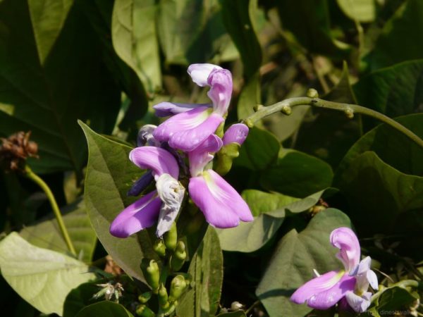 Canavalia ensiformis - Floraison