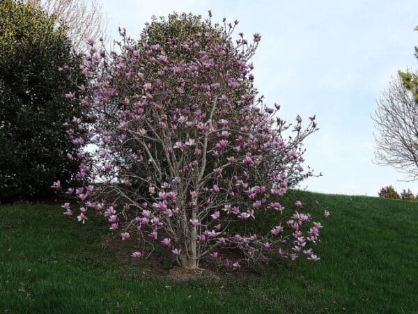 Graines de Magnolia liliiflora, graines de Magnolia à fleurs de lis