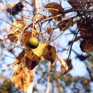 Strychnos nux-blanda - Fruit
