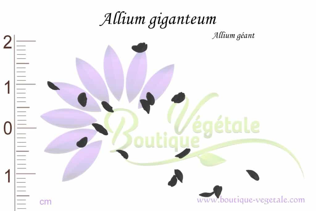 Graines d'Allium giganteum, Allium giganteum seeds