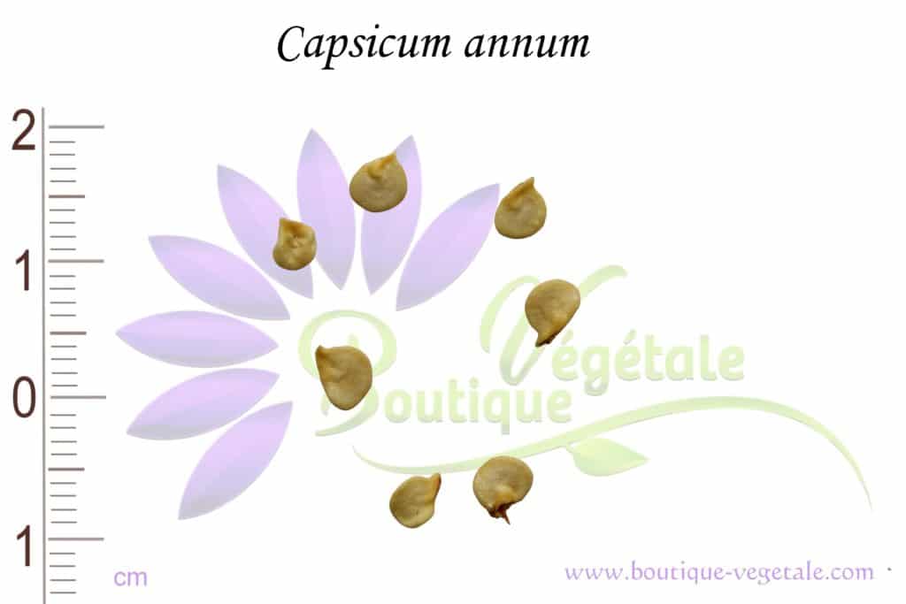 Graines de Capsicum annuum, Capsicum annuum seeds