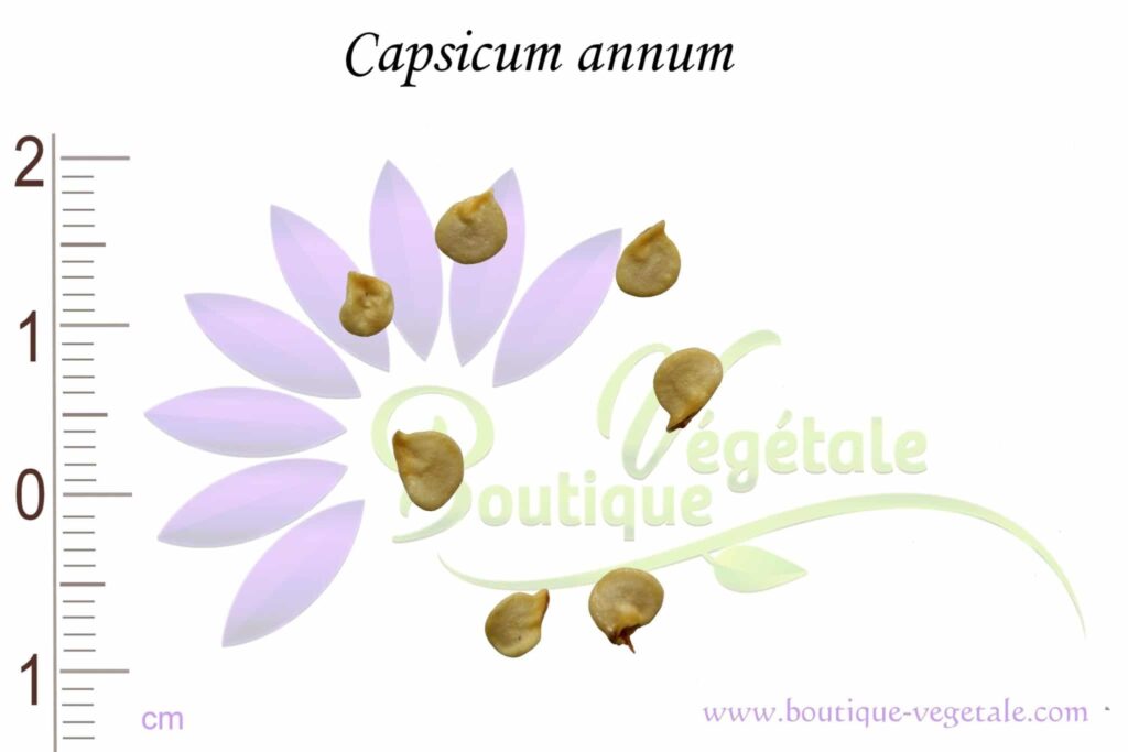 Piment de Cayenne, Capsicum: bienfaits sur arthrite et arthrose