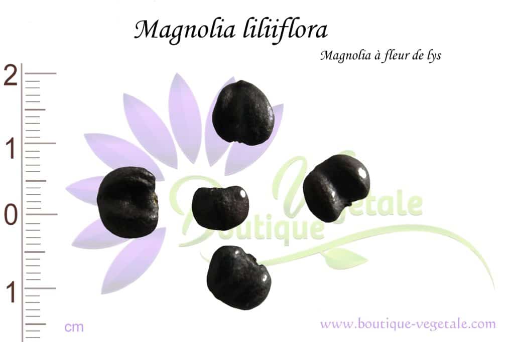 Graines de Magnolia liliiflora, Magnolia liliiflora seeds