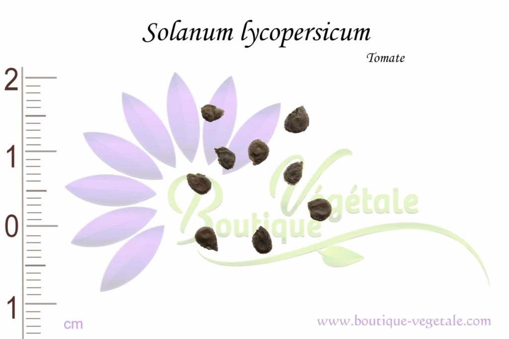 Graine de Tomate Tigerella - Solanum lycopersicum - Boutique Végétale