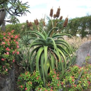 Aloe vaombe - En culture