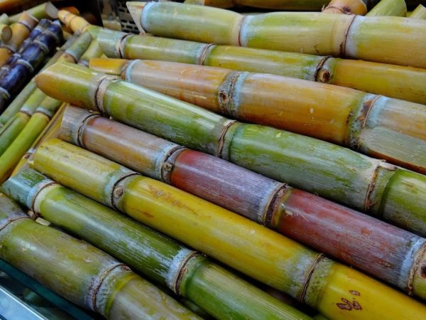Canne à sucre de Tahiti, une plante aux mille facettes - Tahiti