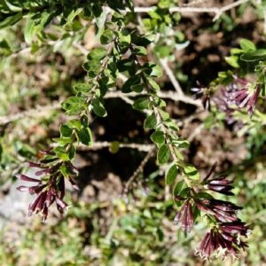 Cestrum buxifolium - Feuillage