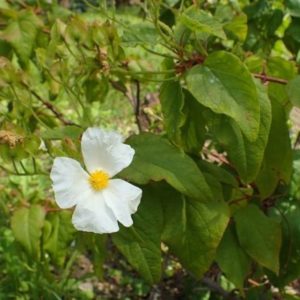 Cistus populifolius subsp. major - Fleur