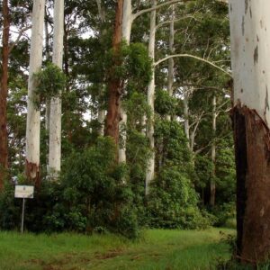 Eucalyptus grandis- Vue générale