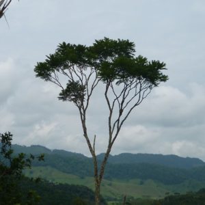Jacaranda copaia - Vue générale