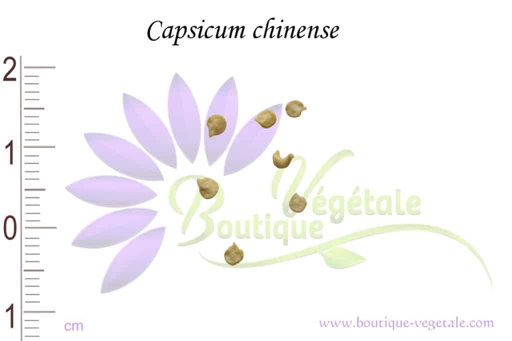 Graines de Capsicum chinense, Capsicum chinense seeds