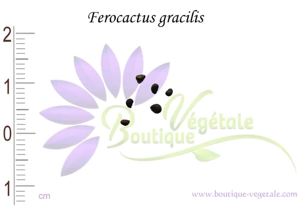 Graines de Ferocactus gracilis, Ferocactus gracilis seeds