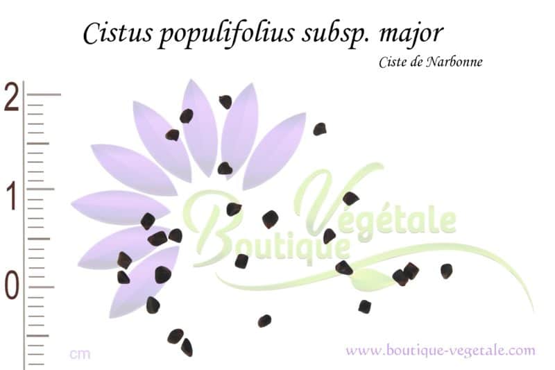 Graines de Cistus populifolius subsp. major, Cistus populifolius subsp. major seeds
