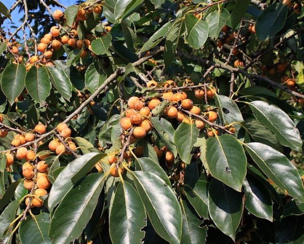 Graines de Diospyros kaki - Plaqueminier de Chine - Boutique Végétale