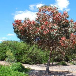 Eucalyptus torquata - Vue générale